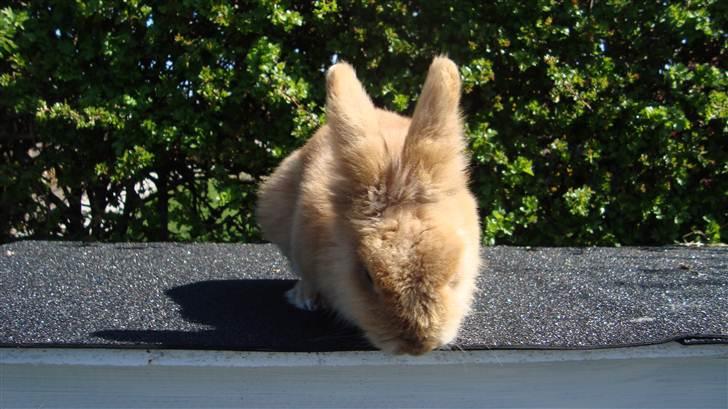 Kanin HJ's Prins Pjuske<3 billede 9