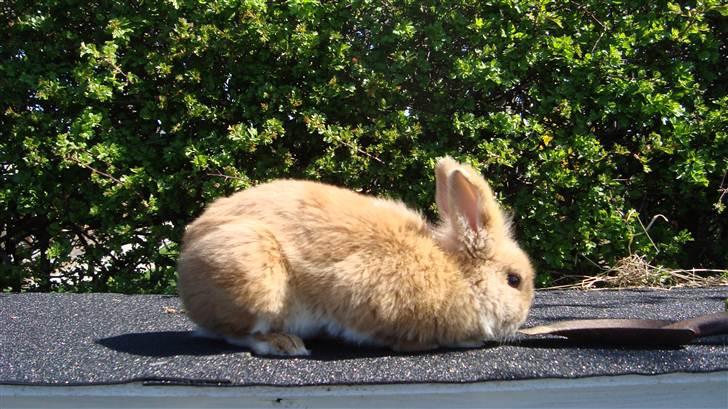 Kanin HJ's Prins Pjuske<3 billede 10