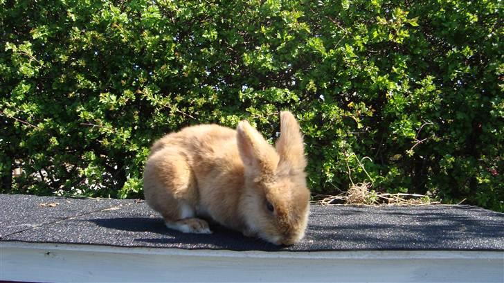 Kanin HJ's Prins Pjuske<3 billede 11