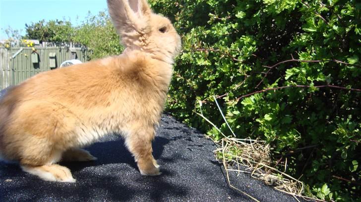 Kanin HJ's Prins Pjuske<3 billede 12