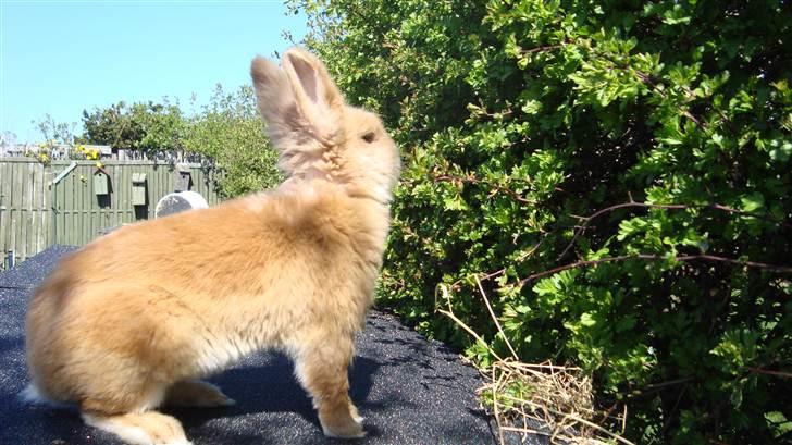 Kanin HJ's Prins Pjuske<3 billede 1