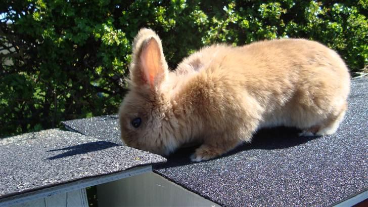 Kanin HJ's Prins Pjuske<3 billede 13