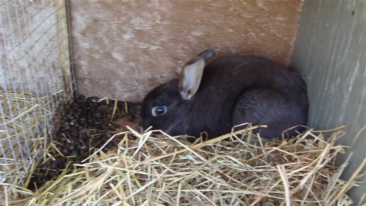 Kanin HJ's Stjerne<3 + UNGER! billede 8