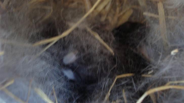 Kanin HJ's Stjerne<3 + UNGER! - billede af kun 1 uge gamle kanin unger født: d.22/4-2011 :) billede 9