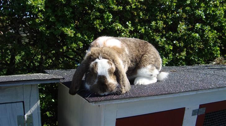 Kanin HJ's  Egon<3 billede 4