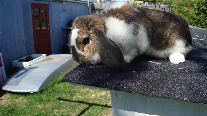 Kanin HJ's  Egon<3 billede 12