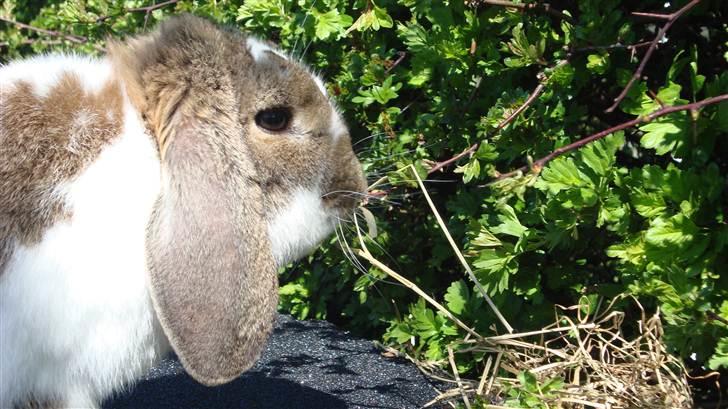 Kanin HJ's  Egon<3 billede 2