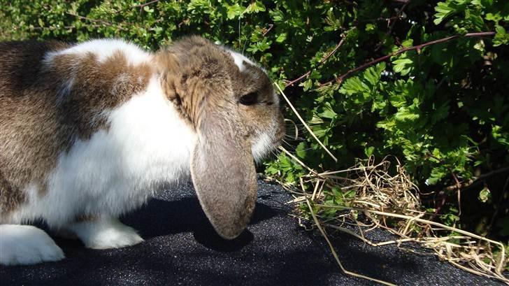 Kanin HJ's  Egon<3 billede 3