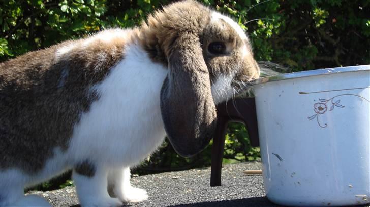 Kanin HJ's  Egon<3 - Velkommen til Egon´s profil :) billede 1