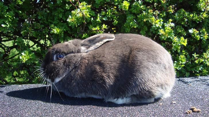Kanin HJ's Stjerne<3 + UNGER! - Velkommen til Stjerne's profil :) billede 1