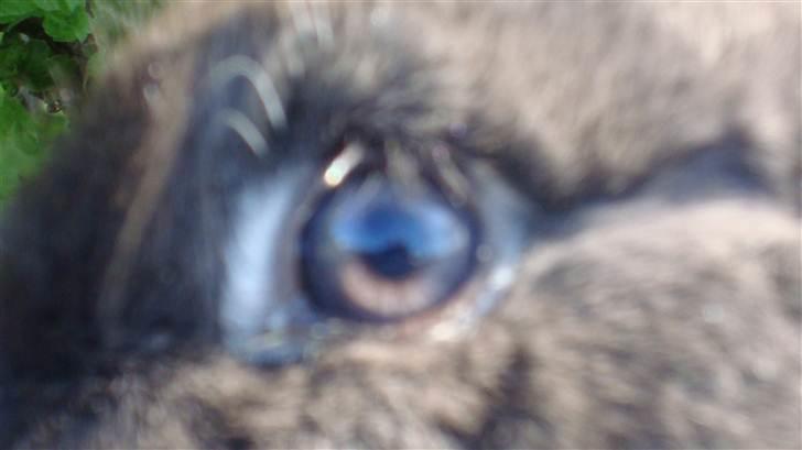 Kanin HJ's Stjerne<3 + UNGER! billede 10