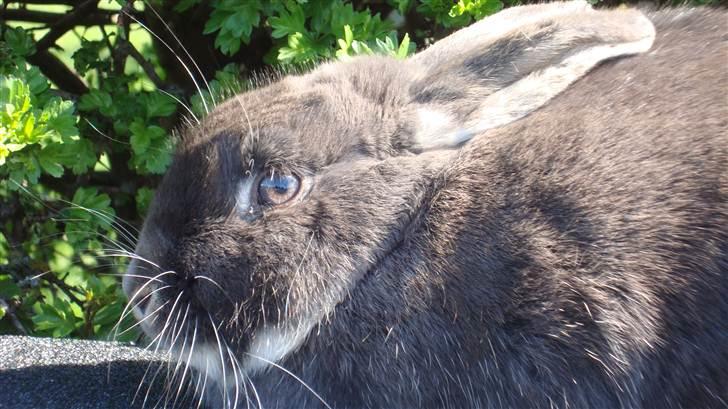 Kanin HJ's Stjerne<3 + UNGER! billede 11