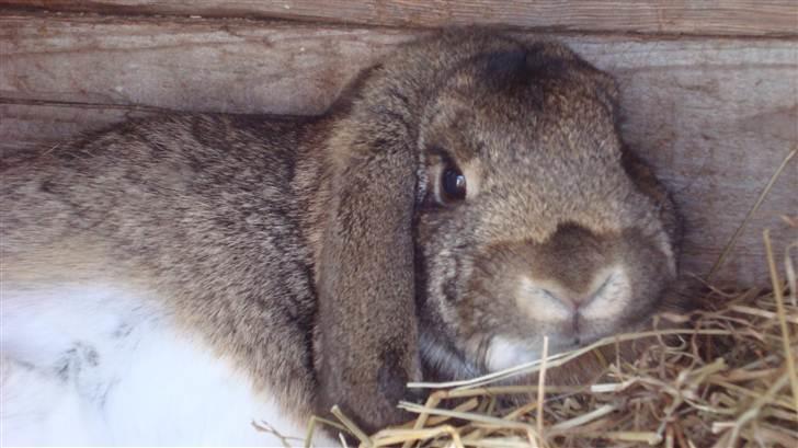 Kanin HJ's Landine<3 + UNGER! billede 5