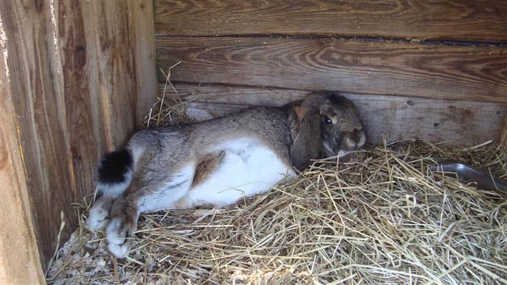 Kanin HJ's Landine<3 + UNGER! billede 4