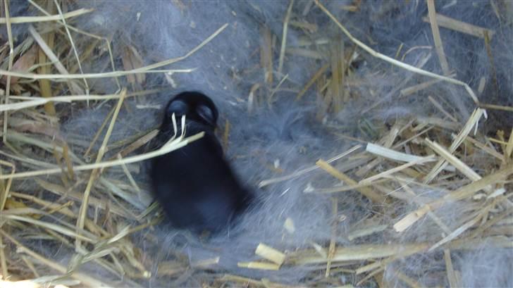 Kanin HJ's Stjerne<3 + UNGER! - en af ungerne er kommet lidt på afveje:) kun en uge gammel! billede 12