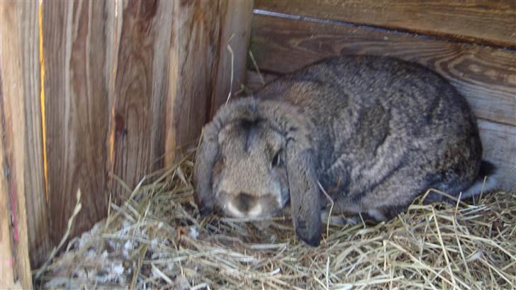 Kanin HJ's Landine<3 + UNGER! billede 6