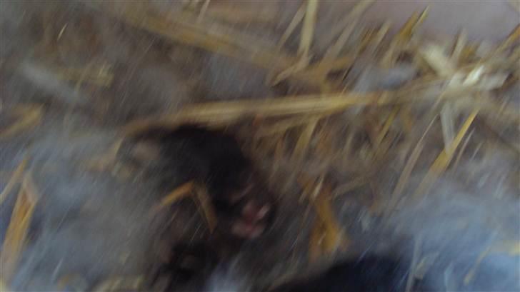 Kanin HJ's Stjerne<3 + UNGER! - et til forsøg på billed af kun 1 uge gamle kanin unger født: d.22/4-2011 :) billede 13