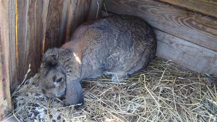 Kanin HJ's Landine<3 + UNGER! billede 7