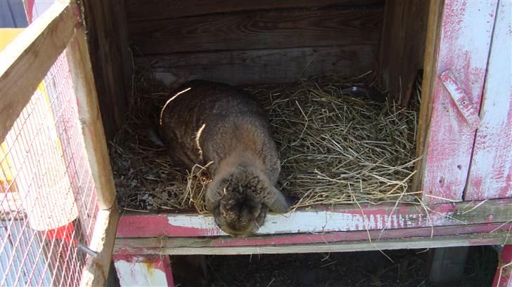 Kanin HJ's Landine<3 + UNGER! billede 8