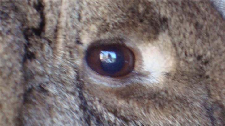 Kanin HJ's Landine<3 + UNGER! billede 3