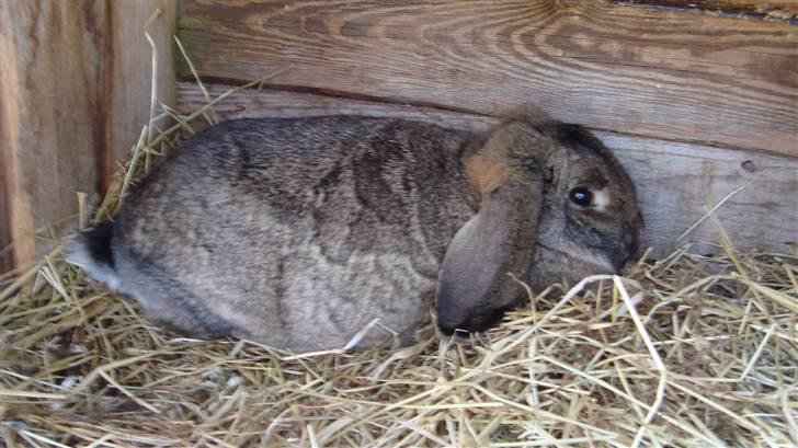 Kanin HJ's Landine<3 + UNGER! billede 9