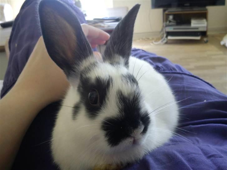 Kanin Freja billede 9