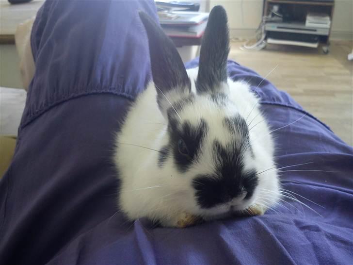 Kanin Freja - Tænk, at hun har været så lille.. oo' billede 8