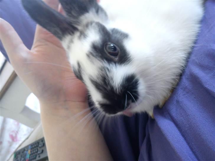 Kanin Freja billede 10