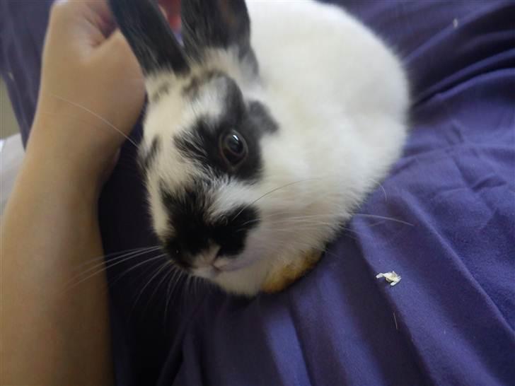 Kanin Freja billede 11