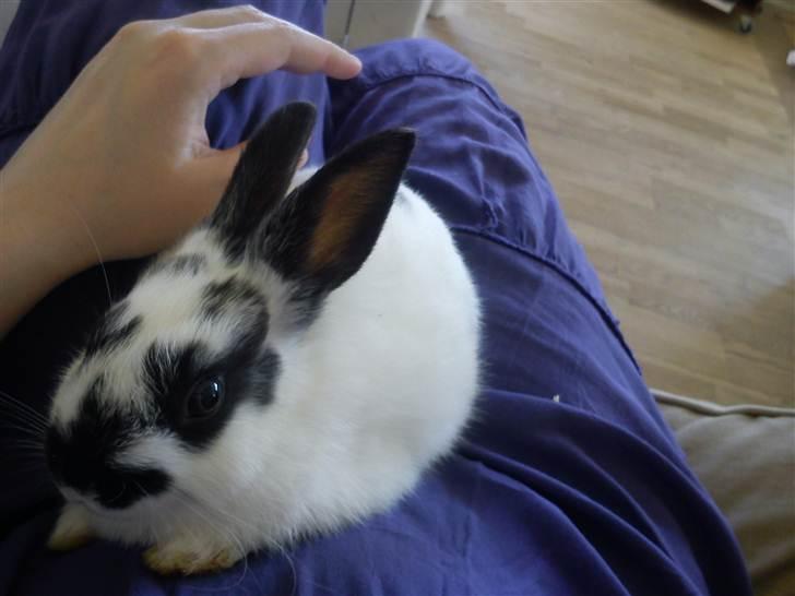 Kanin Freja billede 12