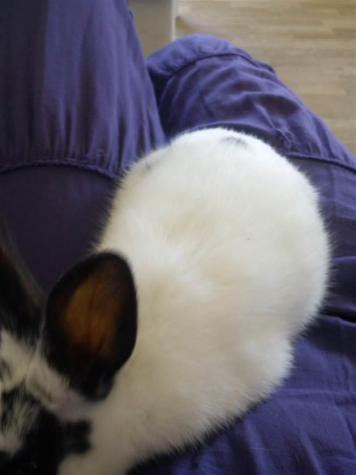 Kanin Freja billede 13