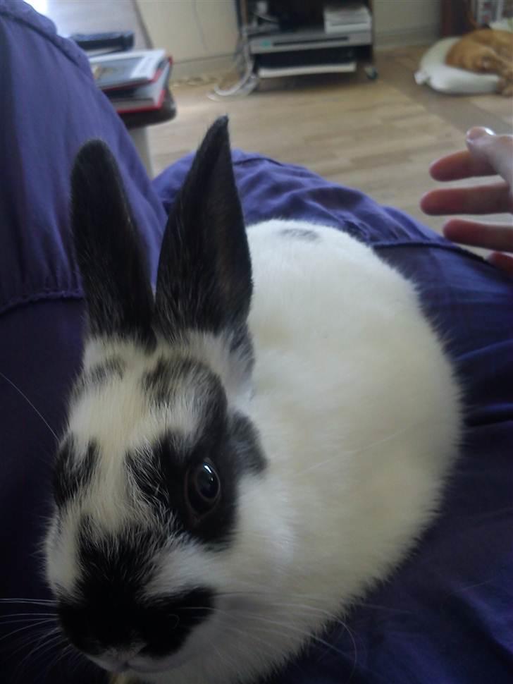Kanin Freja billede 14