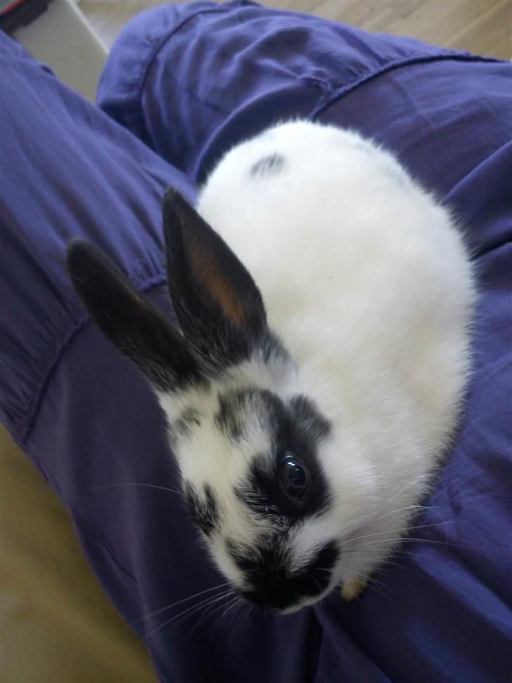 Kanin Freja billede 15
