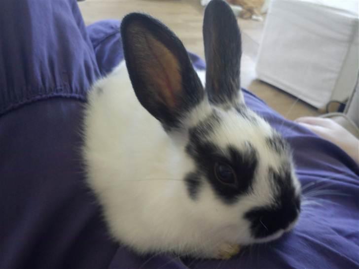 Kanin Freja billede 16