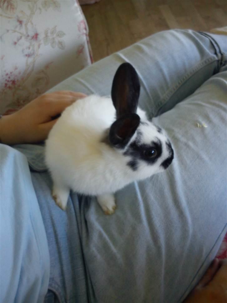 Kanin Freja billede 17