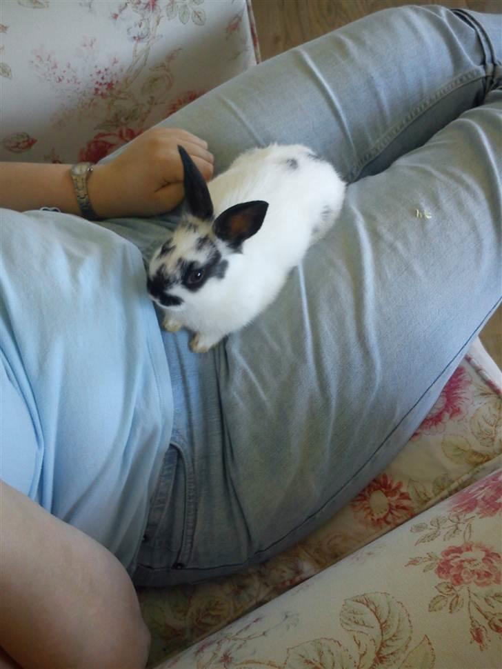 Kanin Freja billede 18