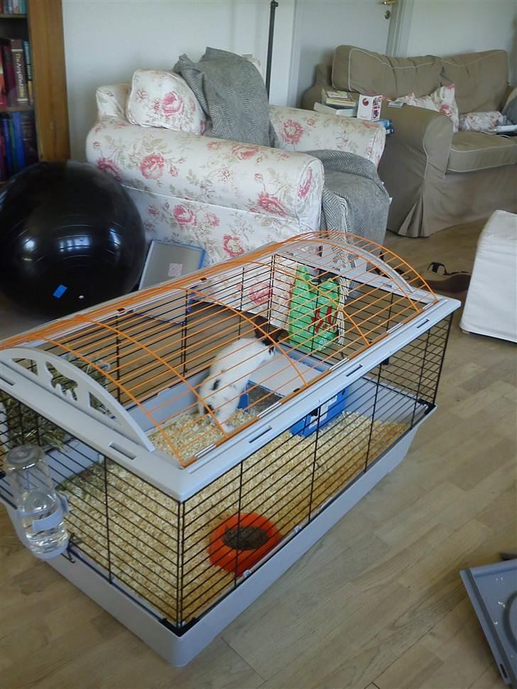 Kanin Freja billede 19