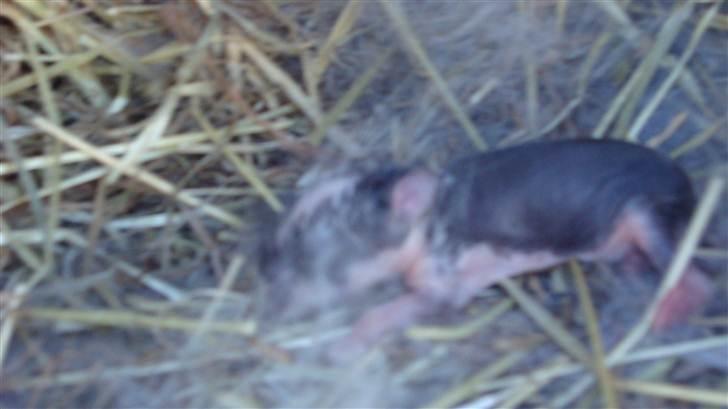 Kanin HJ's Landine<3 + UNGER! - ny født unge født d.1/5-2011 :) billede 10