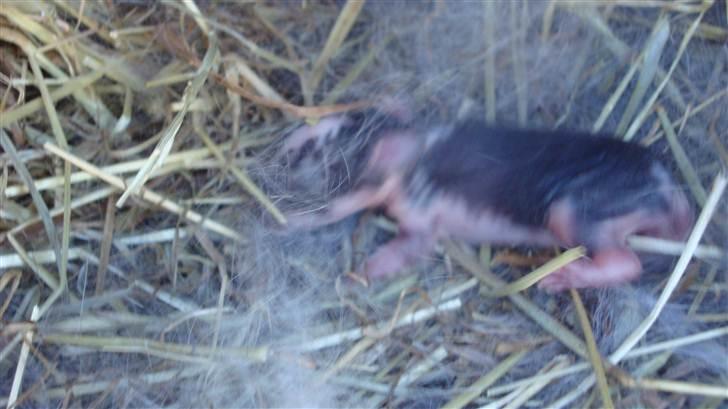 Kanin HJ's Landine<3 + UNGER! billede 11