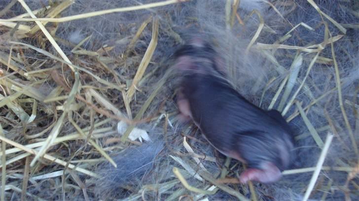 Kanin HJ's Landine<3 + UNGER! billede 12