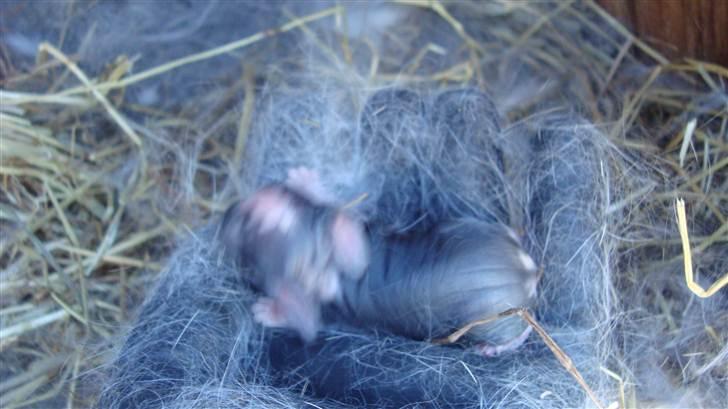 Kanin HJ's Landine<3 + UNGER! billede 13