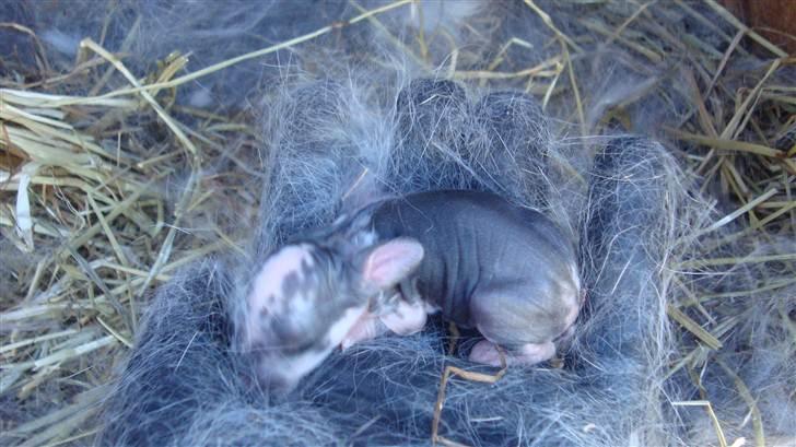 Kanin HJ's Landine<3 + UNGER! billede 14