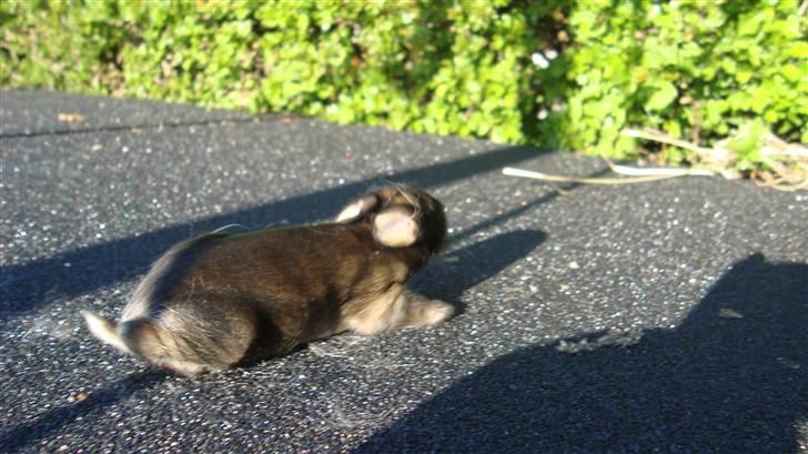 Kanin HJ's Stjerne<3 + UNGER! billede 15