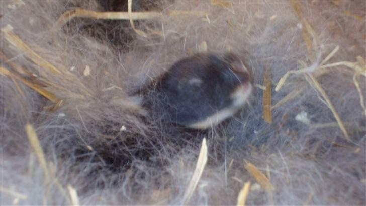 Kanin HJ's Stjerne<3 + UNGER! billede 16