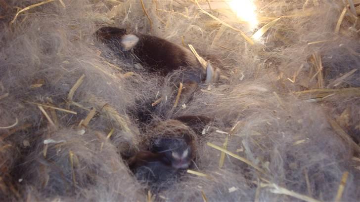 Kanin HJ's Stjerne<3 + UNGER! billede 17