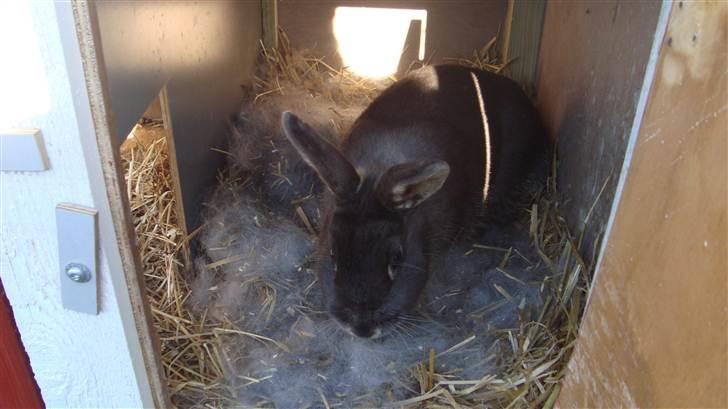 Kanin HJ's Stjerne<3 + UNGER! - Stjerne inde ved hende´s unger :D d.1/5-2011 billede 18