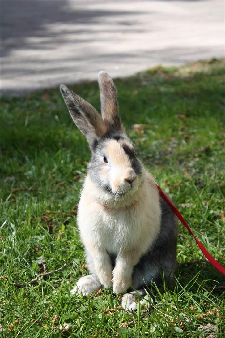 Kanin Sofiagaarden's Speed Ball  |  KLUBMESTER 2011 - En rigtig charmetrold ;) billede 13