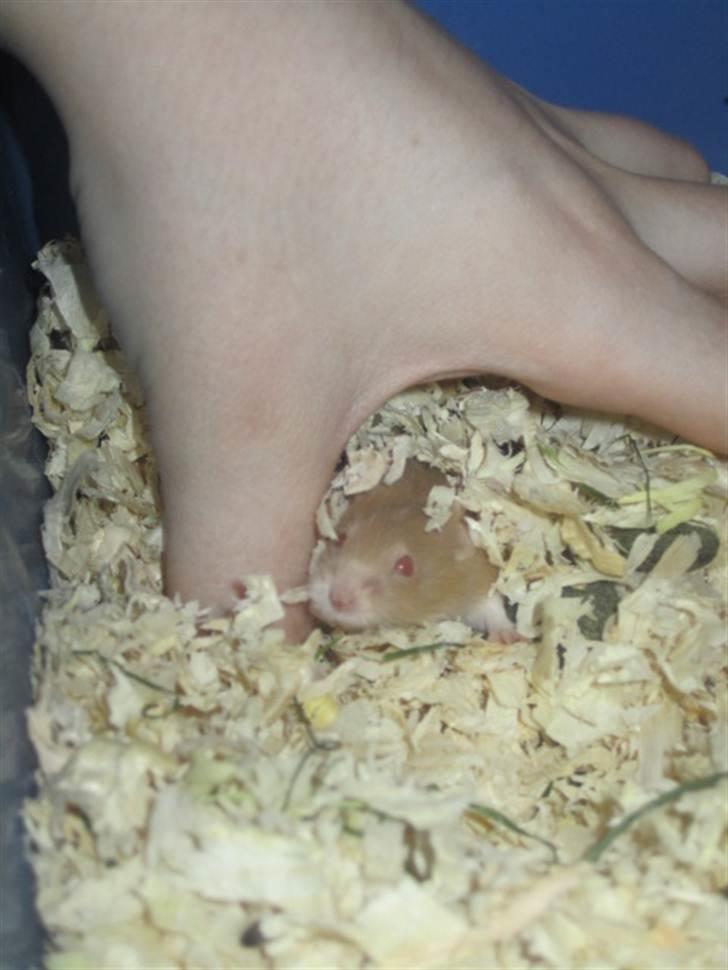 Mus Djævlen billede 2