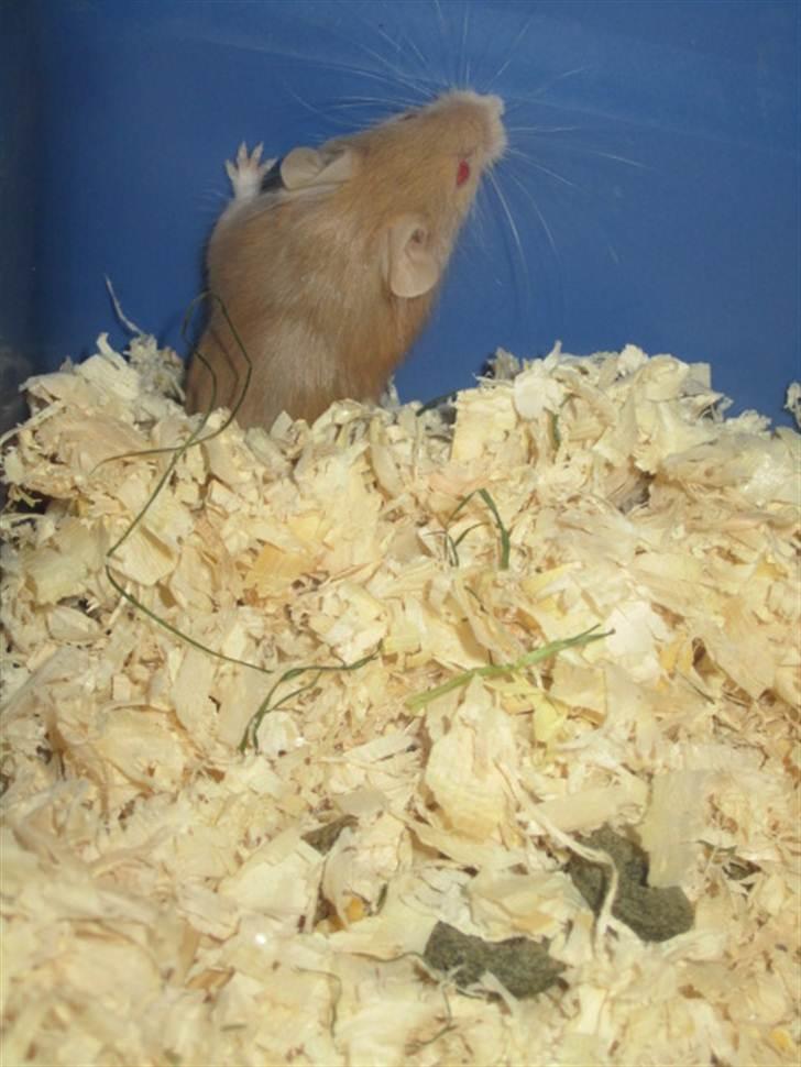 Mus Djævlen billede 3