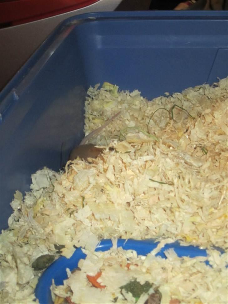 Mus Djævlen billede 4